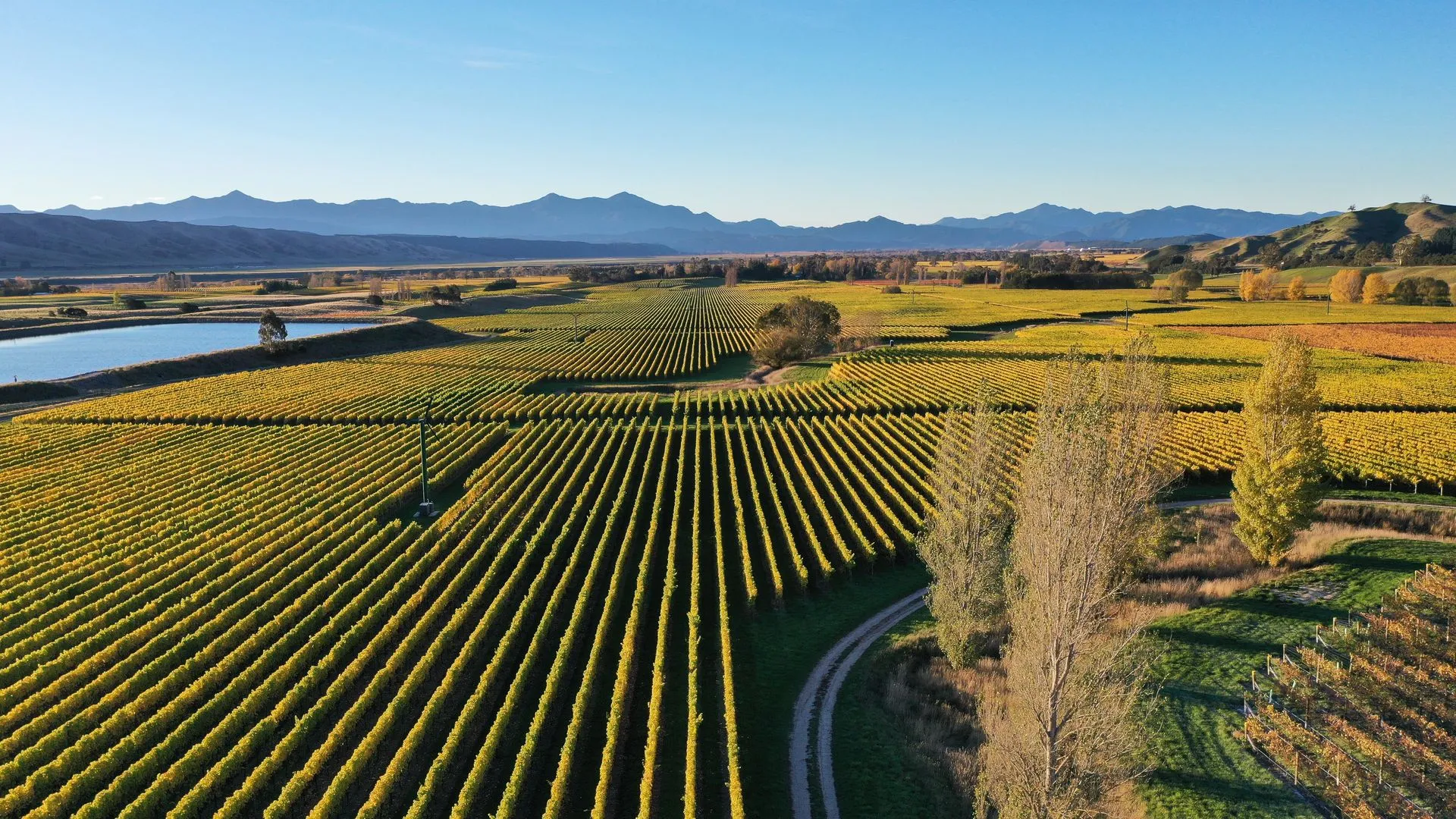 New Zealand Vineyard
