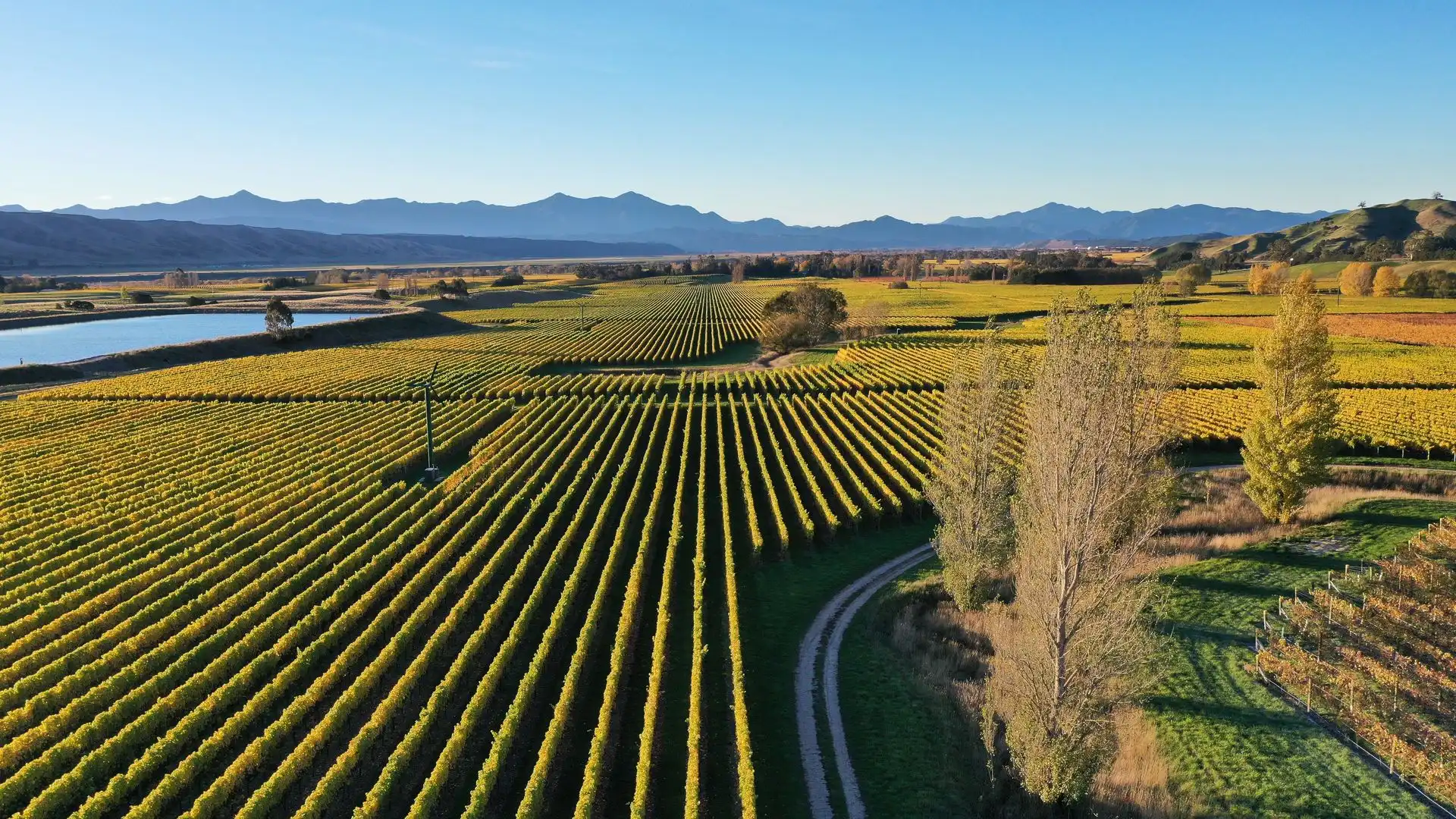 Aerial view of an autumn vineyard